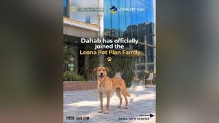 البنك العربى الافريقى الدولى يتيح خصم 15% على بطاقة Leona Care لرعاية الحيوانات الأليفة