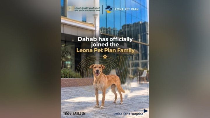 البنك العربى الافريقى الدولى يتيح خصم 15% على بطاقة Leona Care لرعاية الحيوانات الأليفة